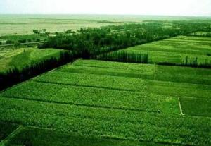 生态林：自然平衡的守护者