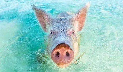 仔猪暖窝新法：智能温控