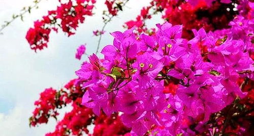 一、三角梅烂根的原因，你真的了解吗？