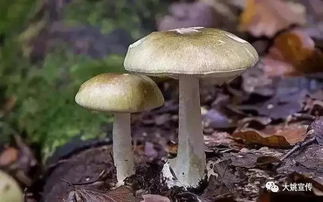 如何根据蘑菇种植方法和步骤，成功进行家庭蘑菇种植