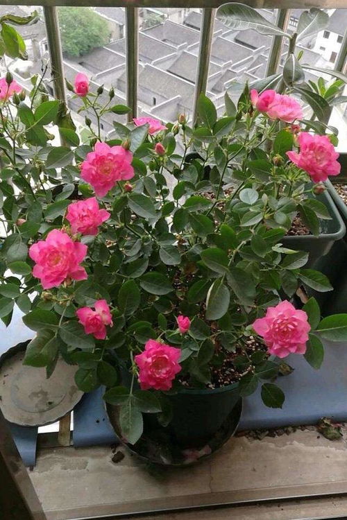 月季冬季养护：如何防止冻伤，来年花开如常？