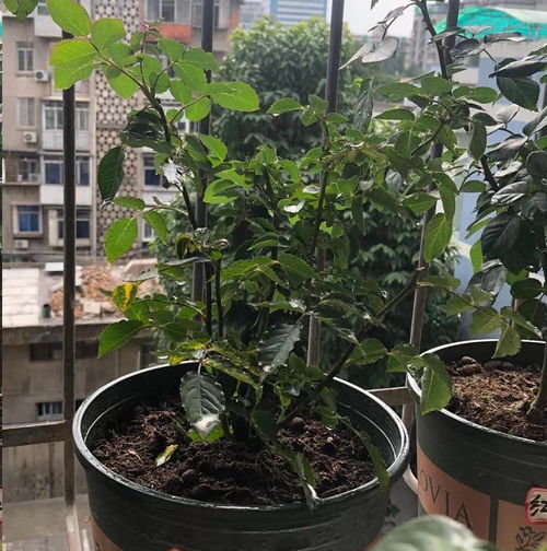 月季花冬季施肥有什么注意事项？