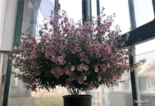 浇水过多还是光照不足