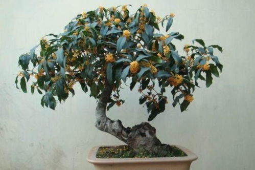 修剪篇：剪出花儿的美丽