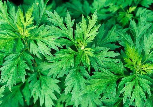 南阳艾草：从10亿产值到全球知名品牌的蜕变之路