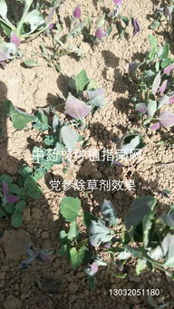 知母专用除草剂的价格揭秘