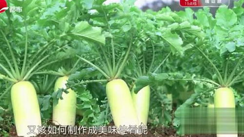 菜椒功效有哪些？听听专家怎么说