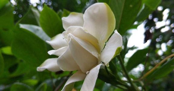 栀子花的花语与寓意