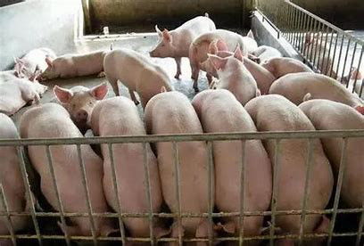 竹鼠养殖大户面临成本高、利润低的问题