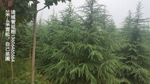 松树枯萎了还Neng活吗？