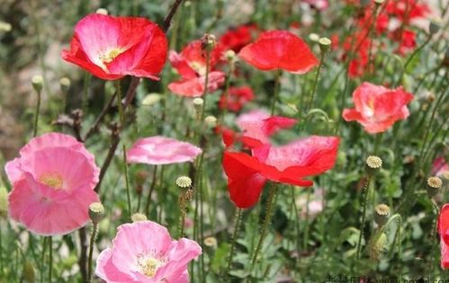 种植时间的选择