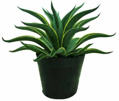 租摆的植物怎么选择呢？