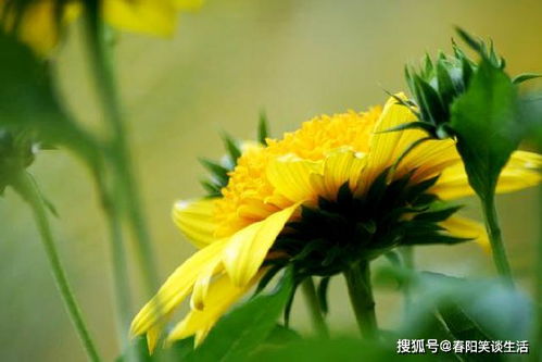 黄花槐的寓意与象征意义中，它所蕴含的文化内涵和象征意义有哪些