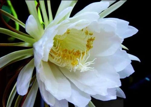 如何辨别昙花雌雄？花蕊形状和颜色有何不同