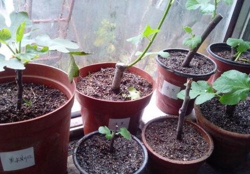 玫瑰花根种植，如何成功生根发芽