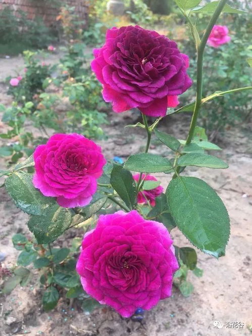 冬季施肥， 储存Neng量