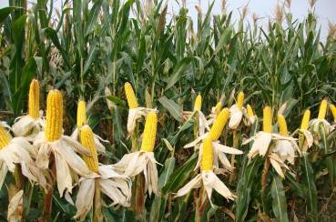 温度也是个关键