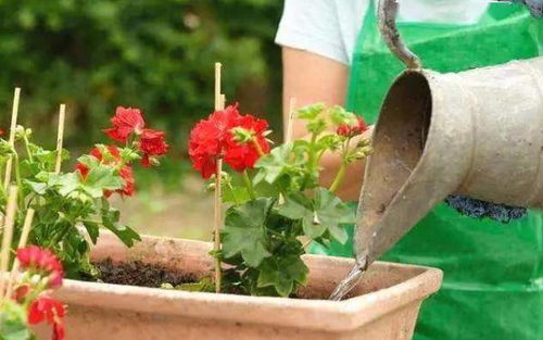 第三步：施肥技巧