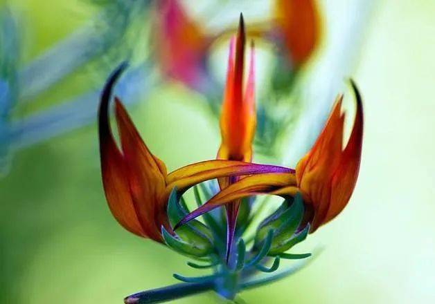 将“时间”花一辈子不开花？这几种植物你可能见过