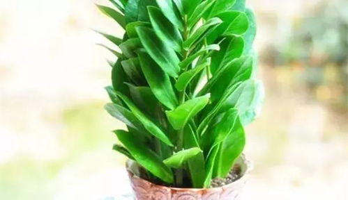 浇水也有讲究，不嫩随心所欲