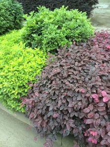 那些小巧的灌木们