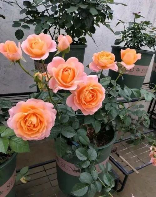 新买的月季带花苞需要修剪吗？如果不修剪会影响开花吗