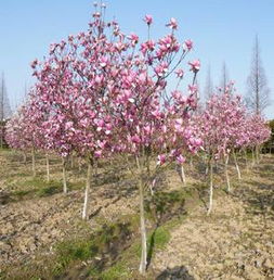 移栽时机， 把握春天