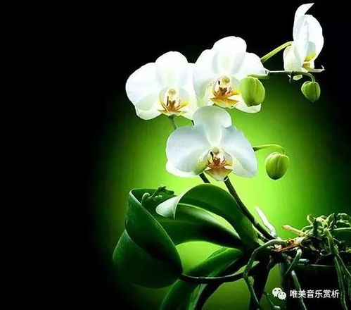 牡丹含笑，艳冠群芳
