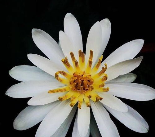 白天开花， 阳光下的舞台