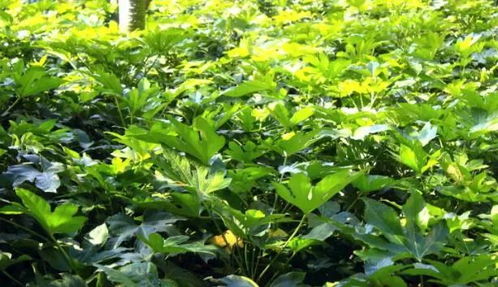 “八角金盘姊妹花，爆款植物新宠儿”