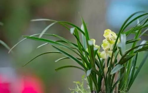 浇水要讲究技巧