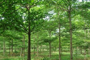 小叶榄仁在南京的冬天：生存还是毁灭？