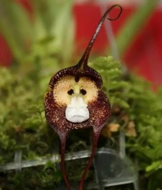 “黄花狸藻：神秘水族馆里的食虫奇花”