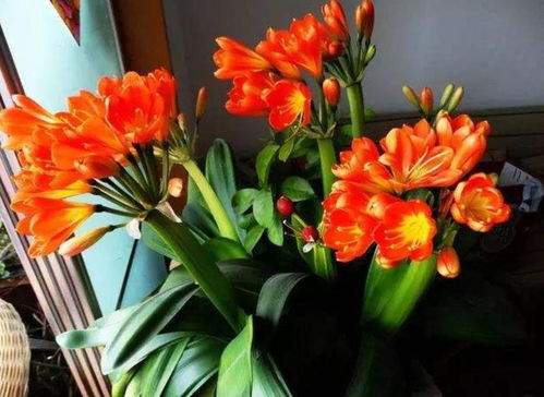君子兰怎么养才能开花？老花匠教你几个小妙招