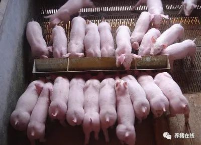 养猪场在制作宠物饲料时应该选用哪种饲料来保证猪的健康和营养？