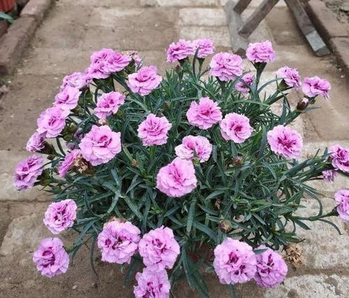 种花不易， 选花geng难