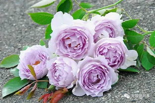 『粉色月季中的颜值女王,优雅的杯状花朵,纤柔的细腻粉色,仅凭外表就征服无数花友的品种,也很好养』。