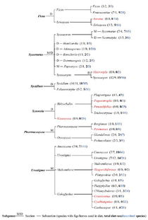 精神象征， 植物的“软魅力”