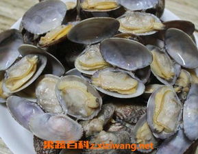 贝壳变绿洲：多肉植物的完美家园