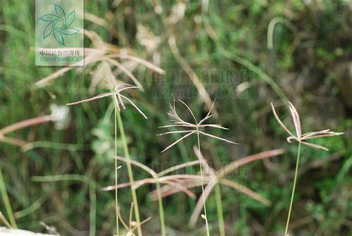 非洲虎尾草：入侵植物