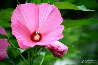 夏天什么花最艳？