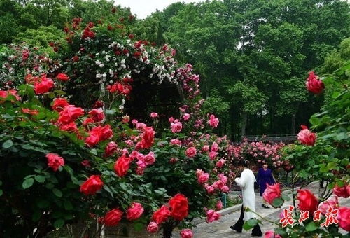 树状月季的无土盆栽方法：技术揭秘