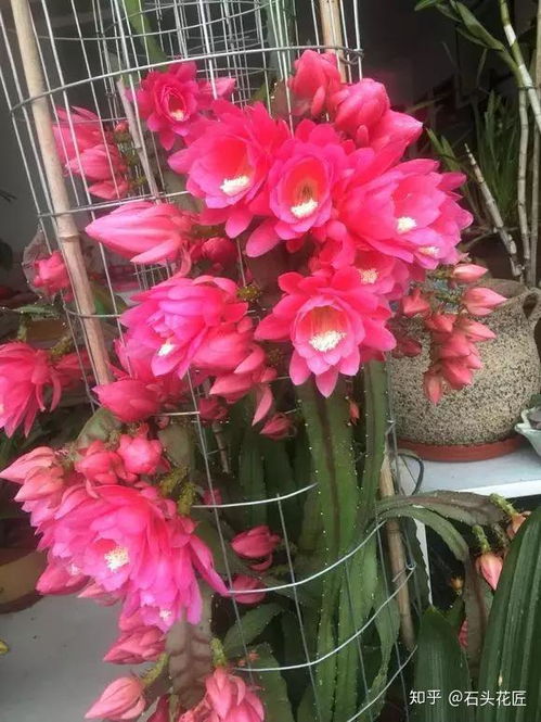 令箭荷花不开花，可能是光照不足