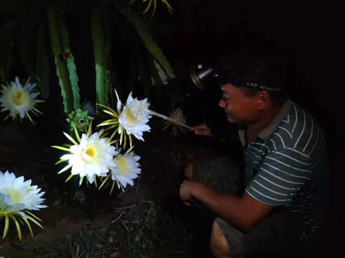 火龙果开花后如何人工授粉