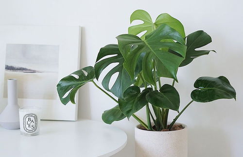 室内养什么植物好？盘点高颜值绿植
