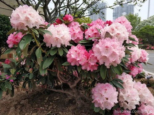 红花柽柳为落叶灌木，冬季落叶