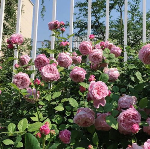 藤本月季的品种选择