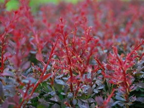 红叶小檗的种植密度揭秘