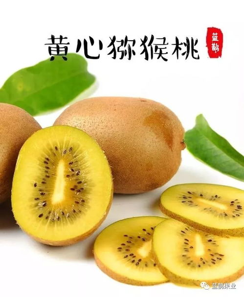 黄心猕猴桃价格波动，每斤多少钱