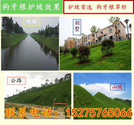 南北差异：果岭草品种的抉择